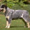 australian-cattle-dog-blue-heeler-01