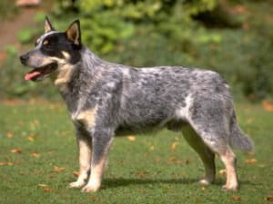 australian-cattle-dog-blue-heeler-01