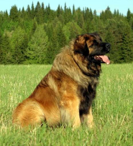 Porody Sobak Leonberger Kisapes Ru