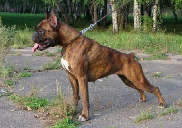 Немецкий боксер