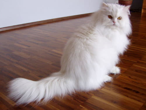 Персидская кошка