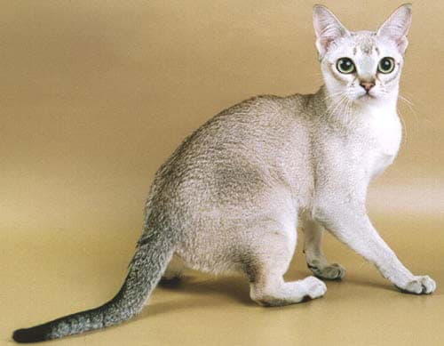 Сингапурская кошка