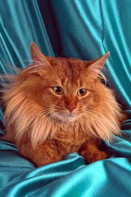 Сомалийская кошка