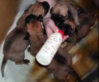 Выкармливание новорожденных щенков
