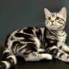 Американская короткошерстная кошка
