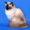 Невская маскарадная кошка фото