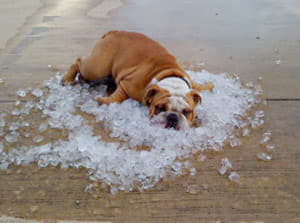 Солнечный и тепловой удар у собак