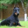 doberman 10