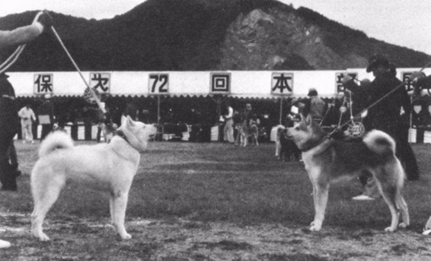 Историческое фото собаки породы Акита-ину