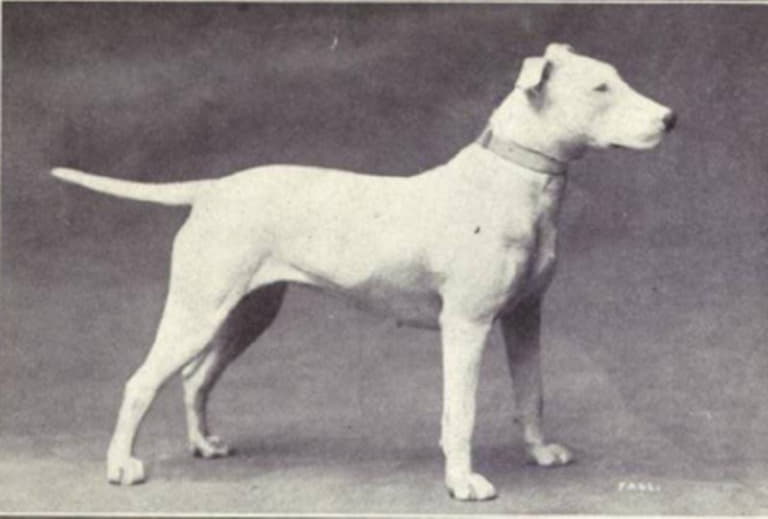 Историческое фото собаки породы Бультерьер