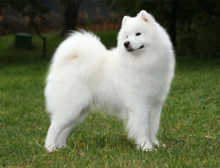 Порода собак белые пушистые похожи на лайку