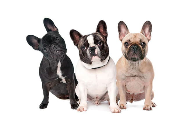 Французский бульдог - все о собаке, 5 минусов и 6 плюсов породы