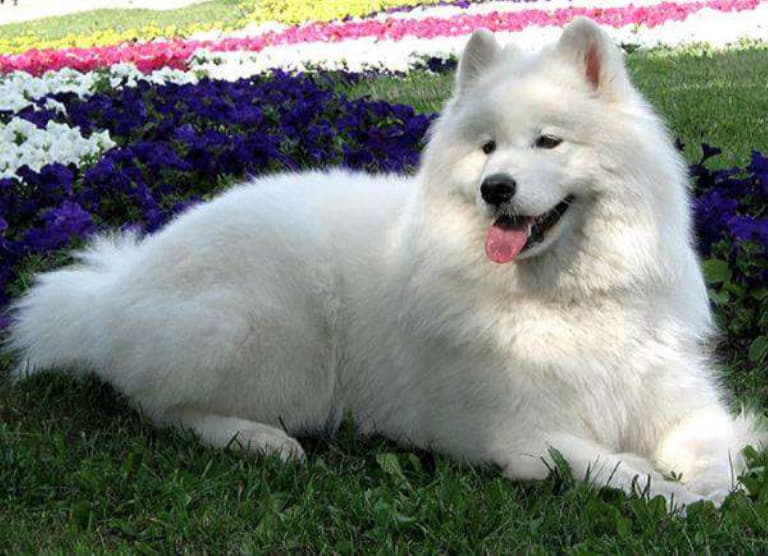 Порода собак белые пушистые похожи на лайку