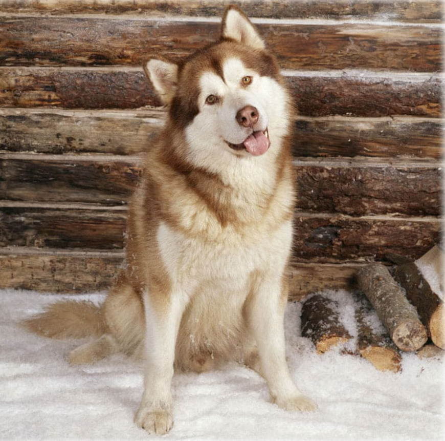 Как называется порода собак похожих на мишек но не шпиц аляскинский маламут