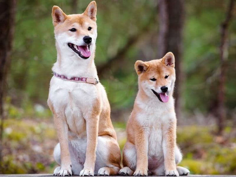 Японская порода собак сиба-ину: описание и особенности, внешний вид
