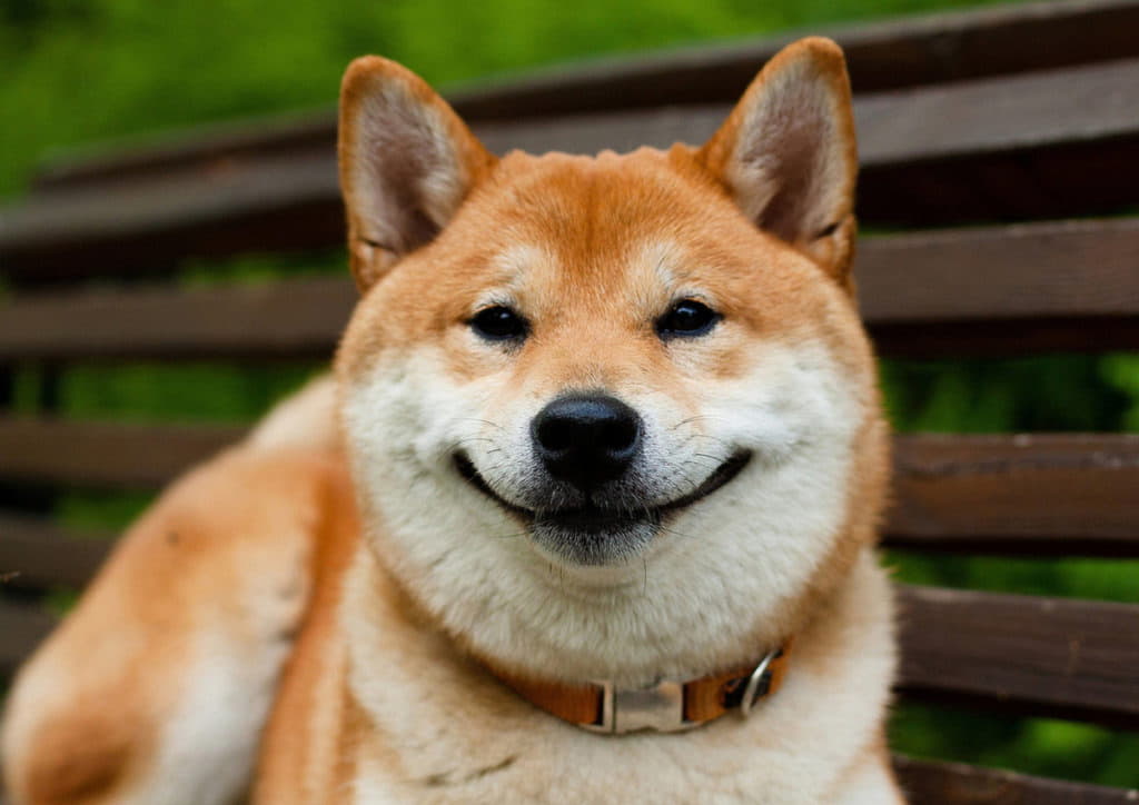 Порода собак рыжих которые улыбаются