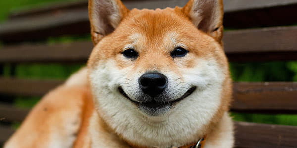 Порода собак рыжих которые улыбаются