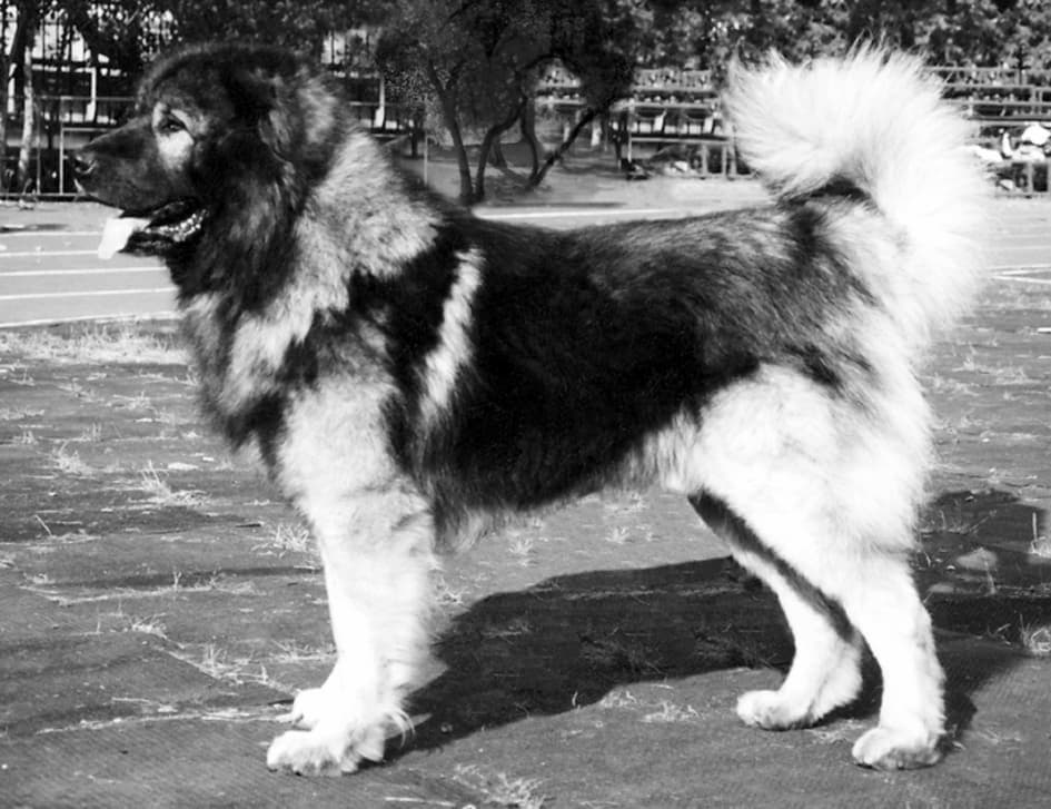 Собака породы кавказская овчарка щенок