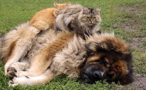 Кавказская овчарка с кошками