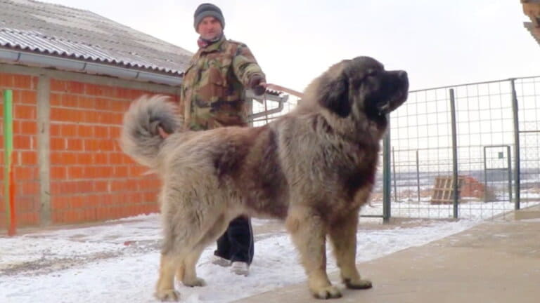 кавказская овчарка гуляет
