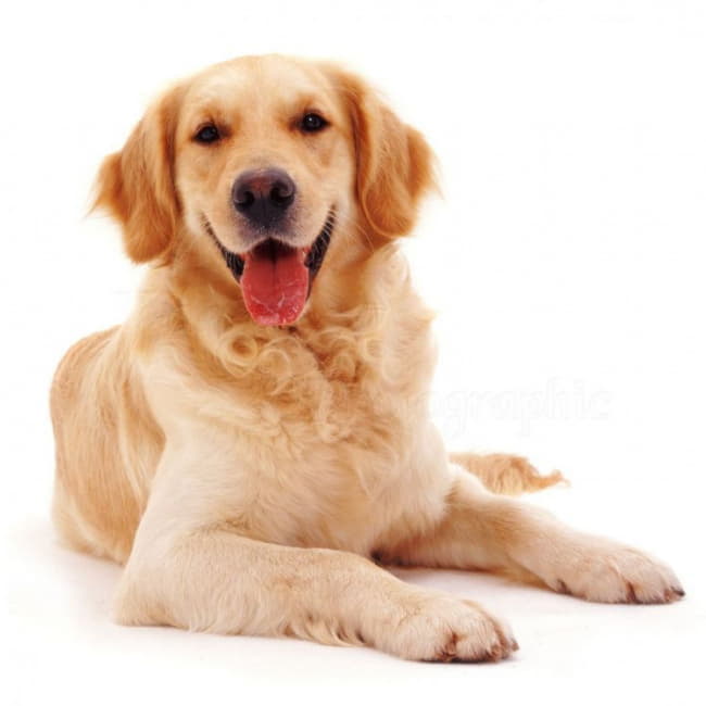 Собака Золотой Ретривер Фото