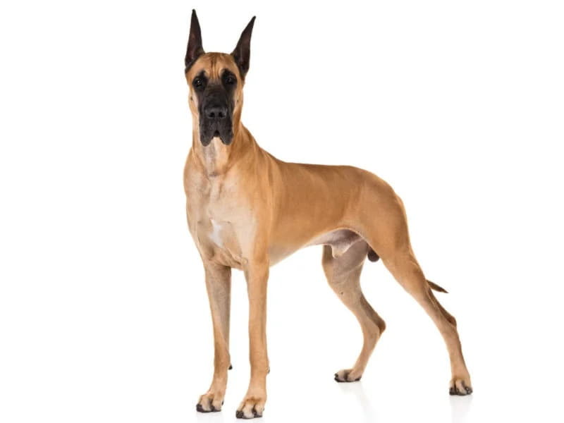 Немецкий дог - все о собаке, 8 минусов и 11 плюсов породы