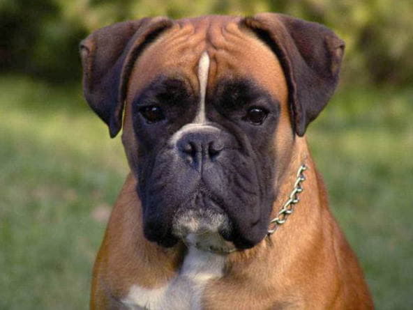 Собака породы боксер характеристика собака породы боксер характеристика