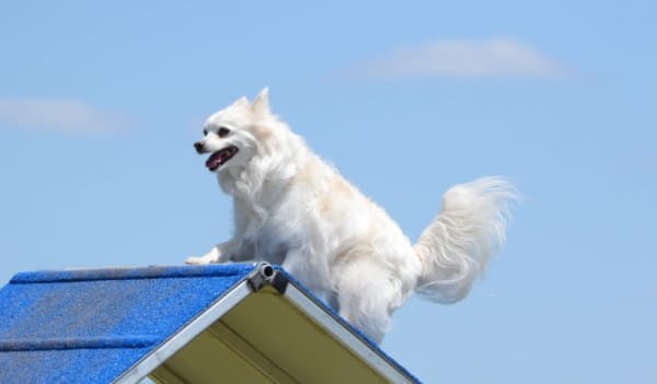 Американская эскимосская собака забралась на крышу дома