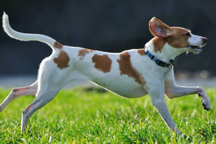 Фото в движении собаки породы Американский фоксхаунд