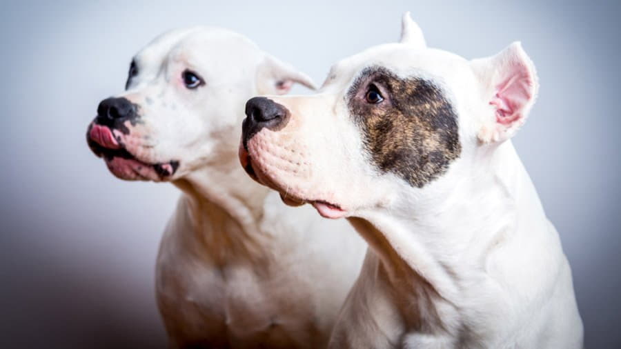 Две собаки породы Аргентинский дог