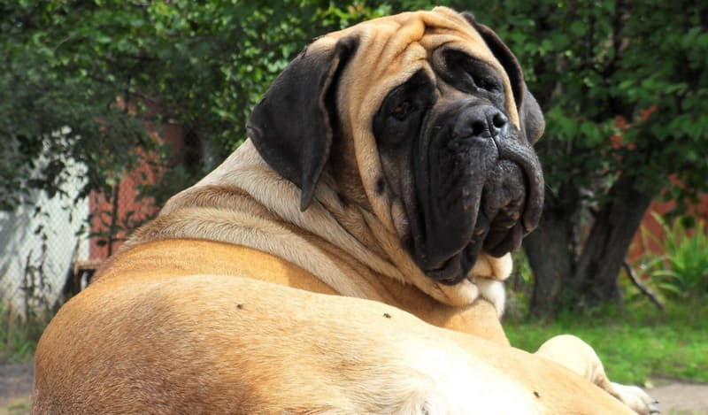 Английский мастиф - огромная собака