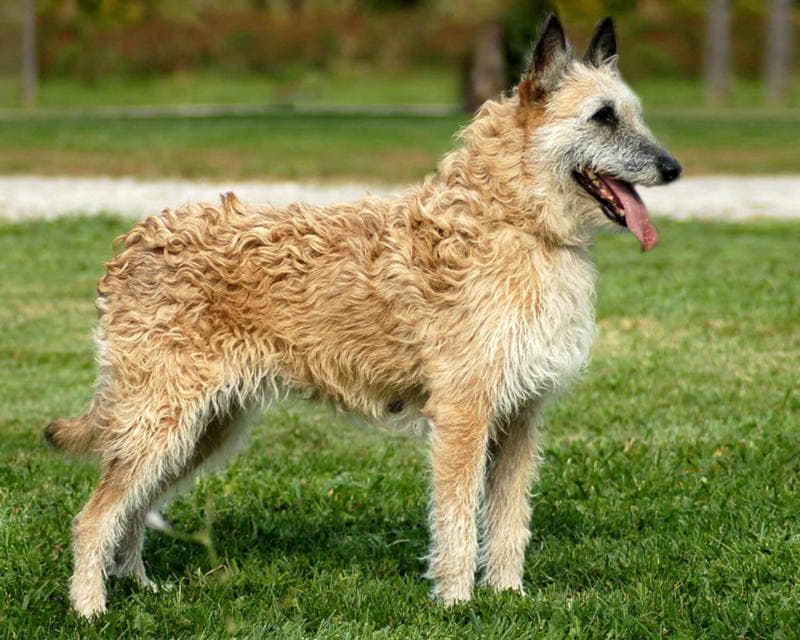 Порода собаки Бельгийская овчарка лакенуа