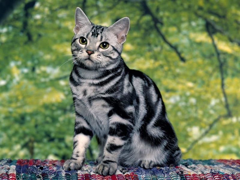 Мраморный окрас кошки породы Азиатская табби