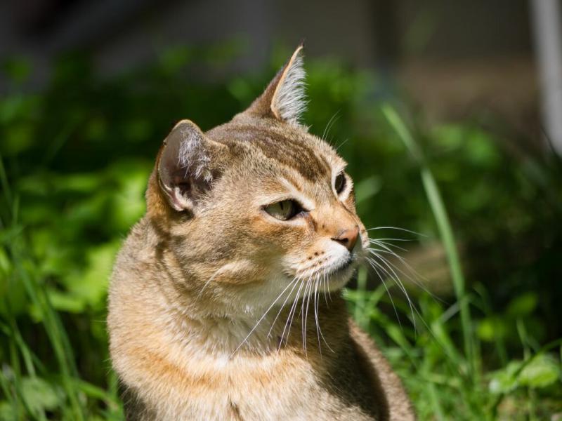 Фотография кошки Азиатская табби