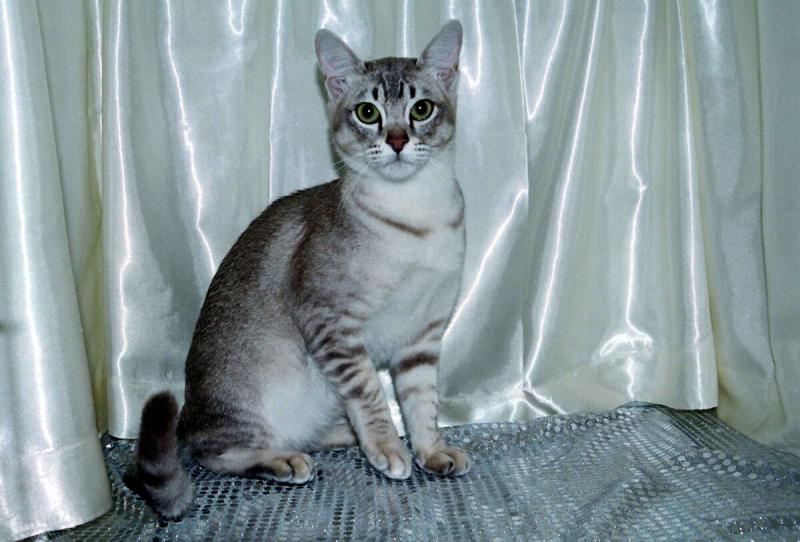 Азиатская табби фотография кошки
