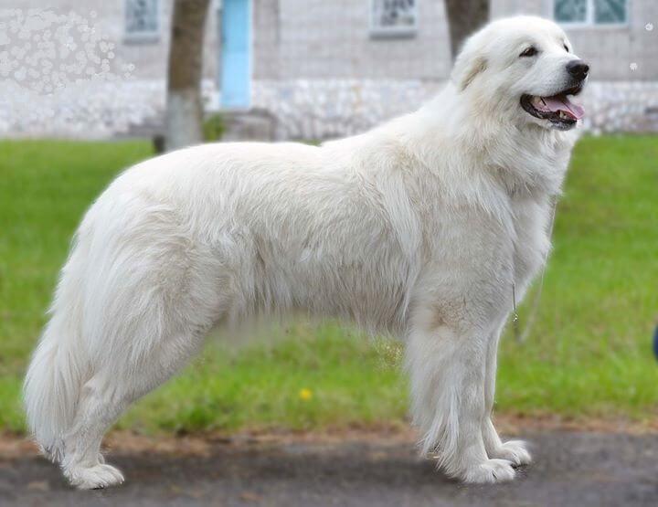 Фотография как выглядит собака породы Пиренейская горная собака (Большая пиренейская овчарка)