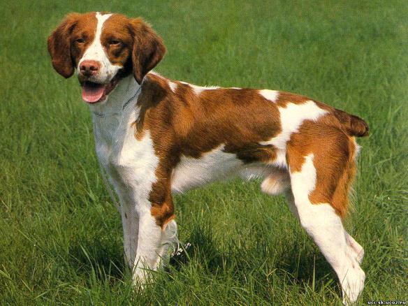 Фотография собаки породы Бретонский эпаньоль