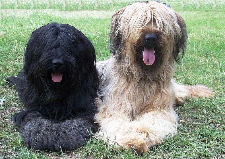 Две собаки породы Бриар