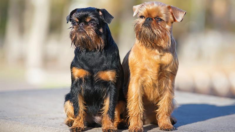 На фото две собаки породы Брюссельский гриффон