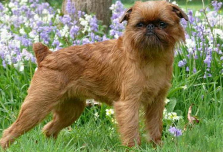 Фото внешнего вида собаки породы Брюссельский гриффон