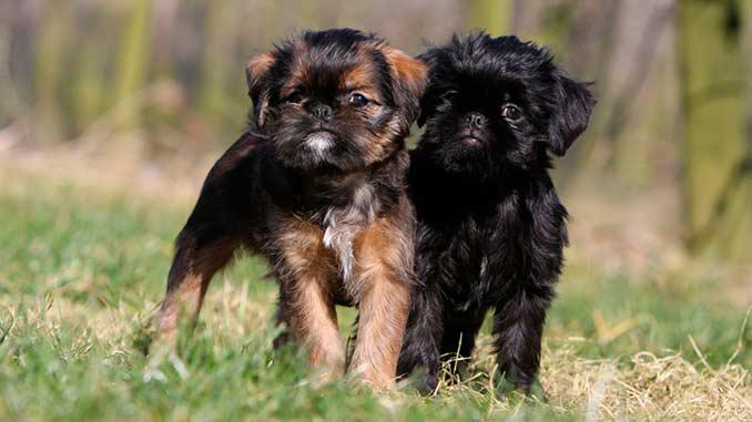 Фото двух щенков породы Брюссельский гриффон