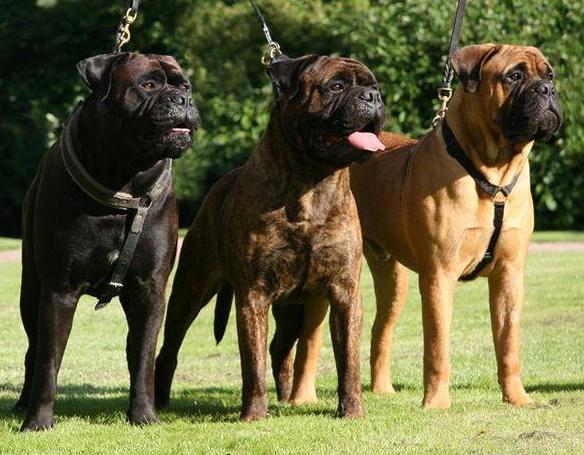 Три собаки породы Бульмастиф