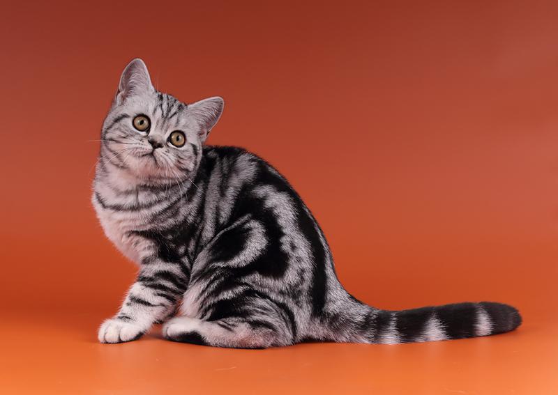 Американская короткошерстная кошка - все о кошке, 4 минуса и 7 плюсов породы