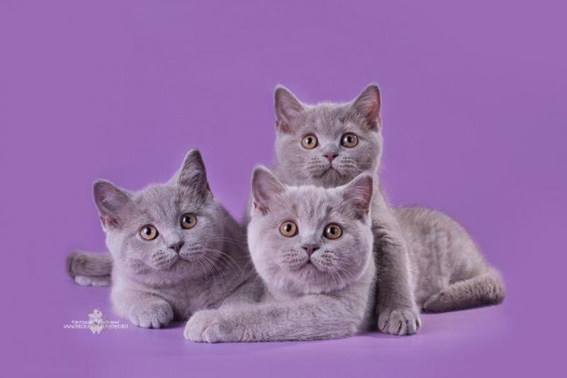 Одноцветные кошки породы Американская короткошерстная кошка