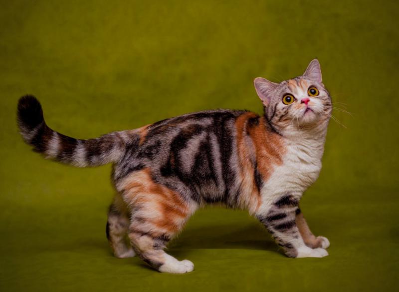 Американская короткошерстная кошка окрас трехцветный