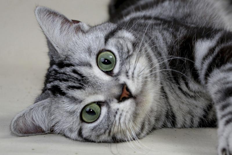 Фотография Американская короткошерстная кошка
