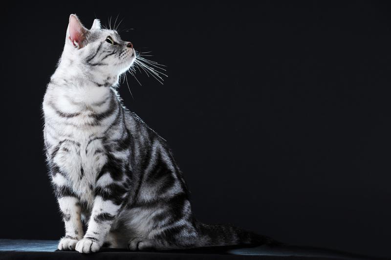 Фото кошки породы Американская короткошерстная кошка