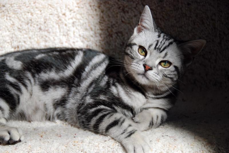 Фото породы Американская короткошерстная кошка