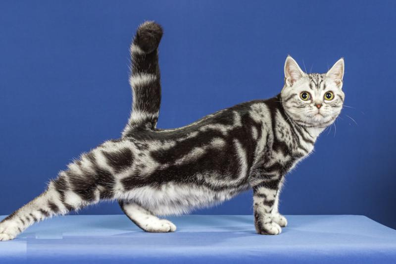 Американская короткошерстная кошка расцветка табби