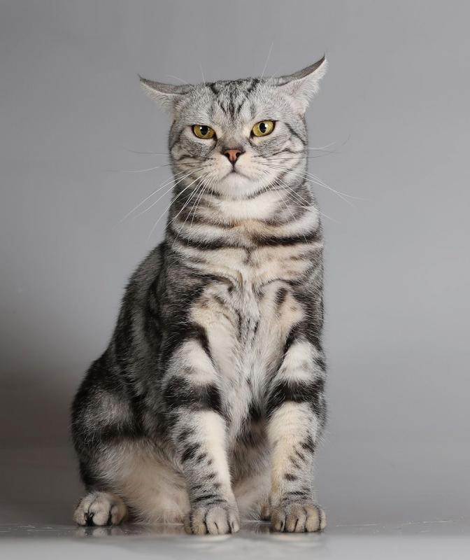Кошка породы Американская короткошерстная кошка